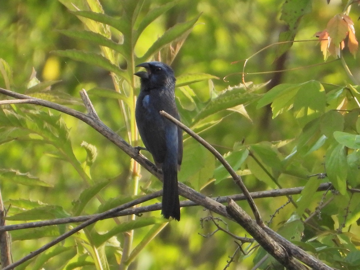 Ultramarine Grosbeak - ML623443916