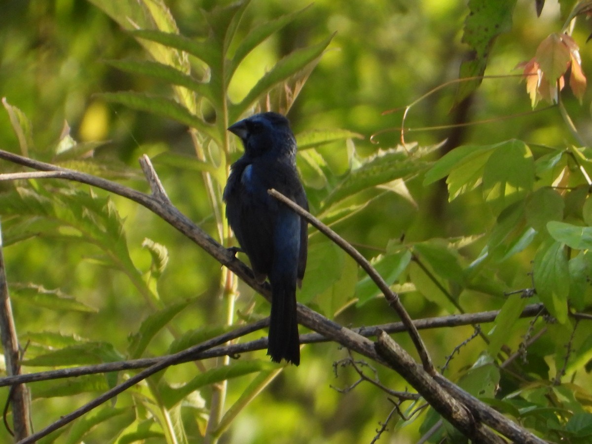 Ultramarine Grosbeak - ML623443917