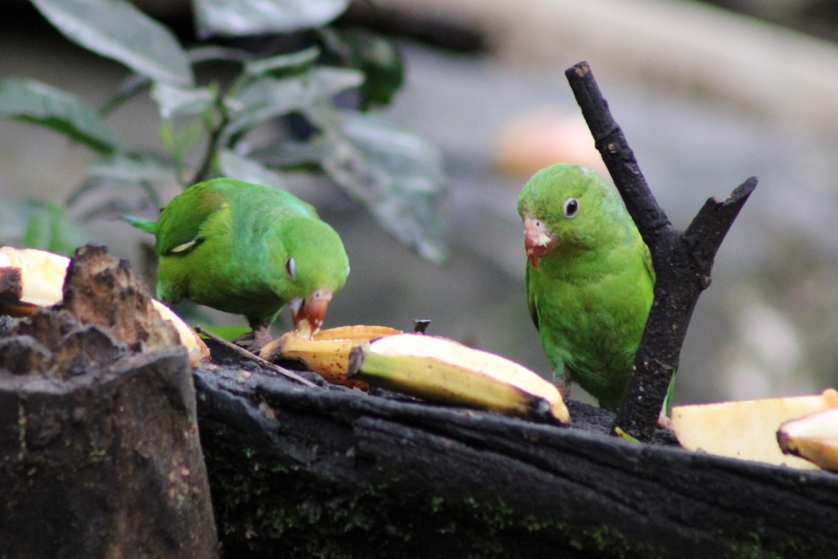 Plain Parakeet - ML623443933