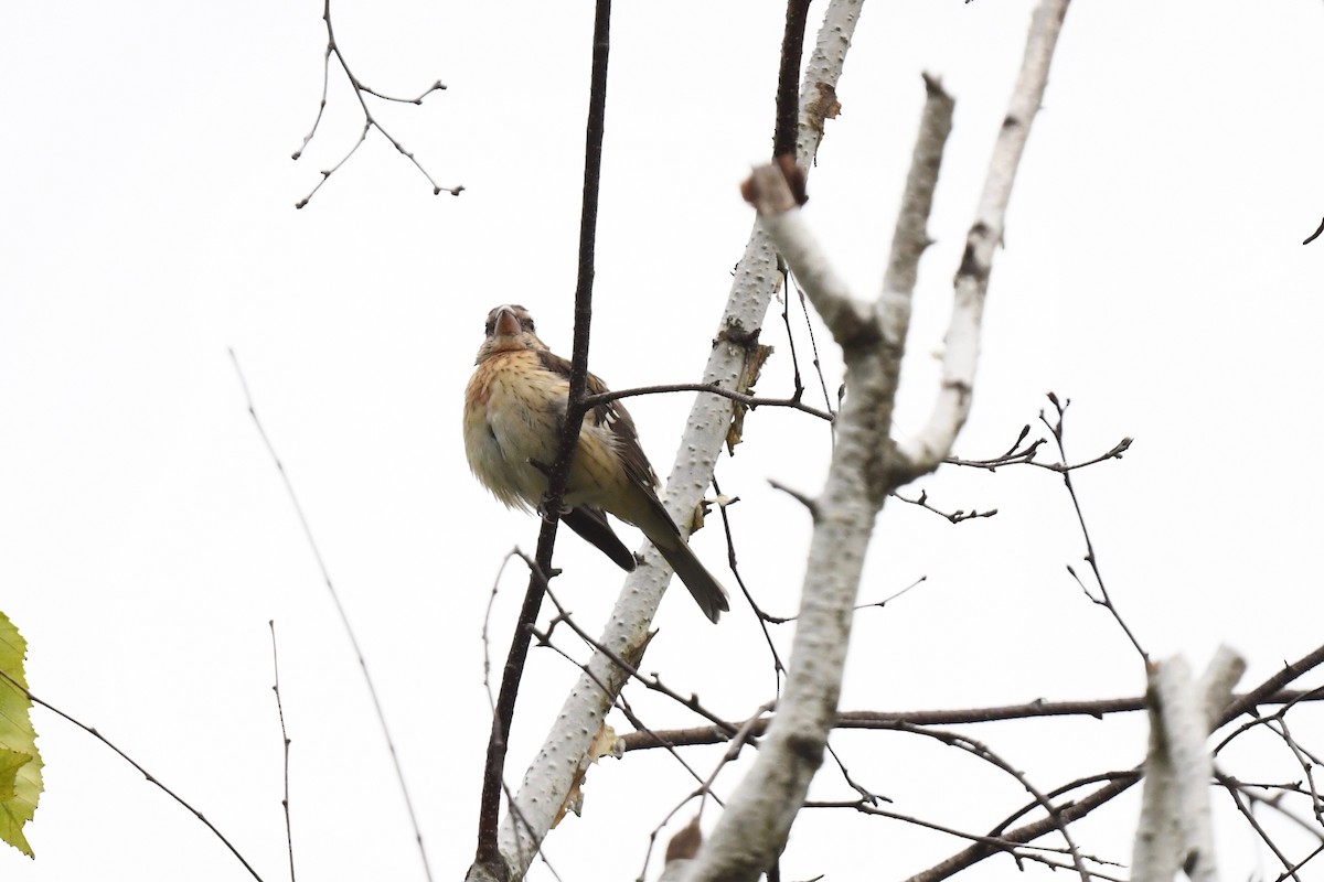 Rose-breasted Grosbeak - joe demko