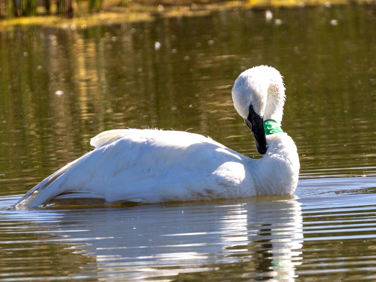 Trumpeter Swan - ML623443953