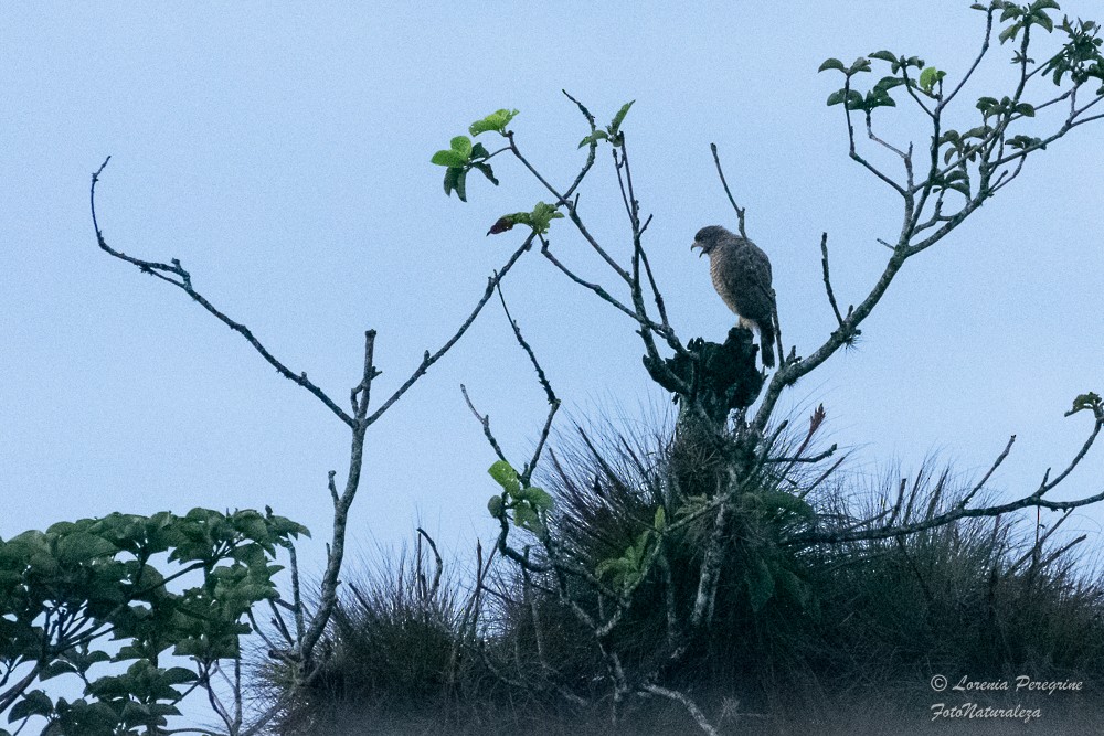 Roadside Hawk - ML623443962