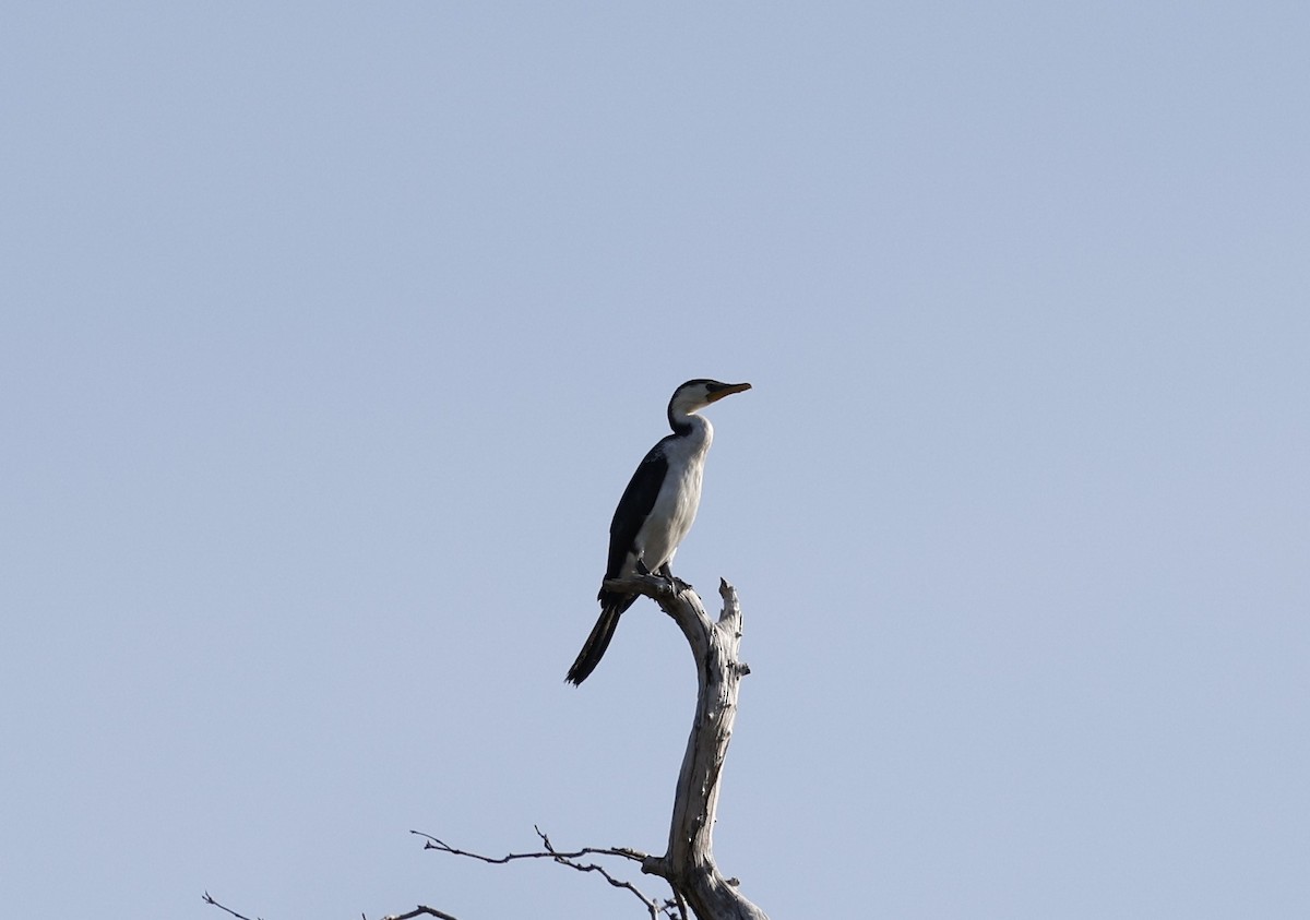 Pied Cormorant - ML623443984