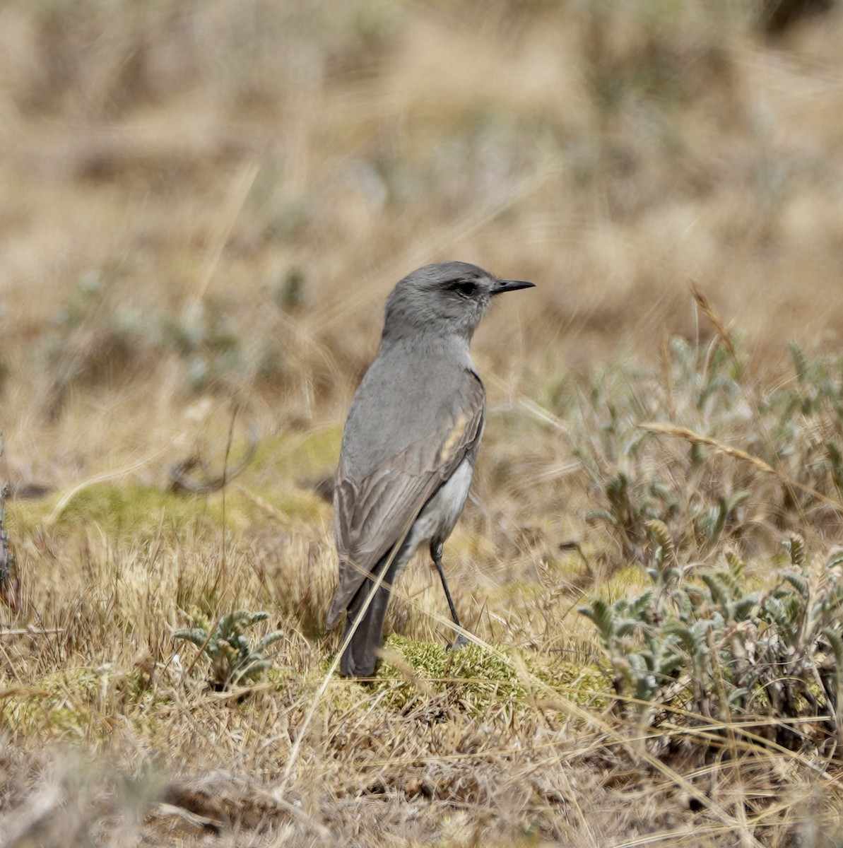 Cinereous Ground-Tyrant - ML623444006