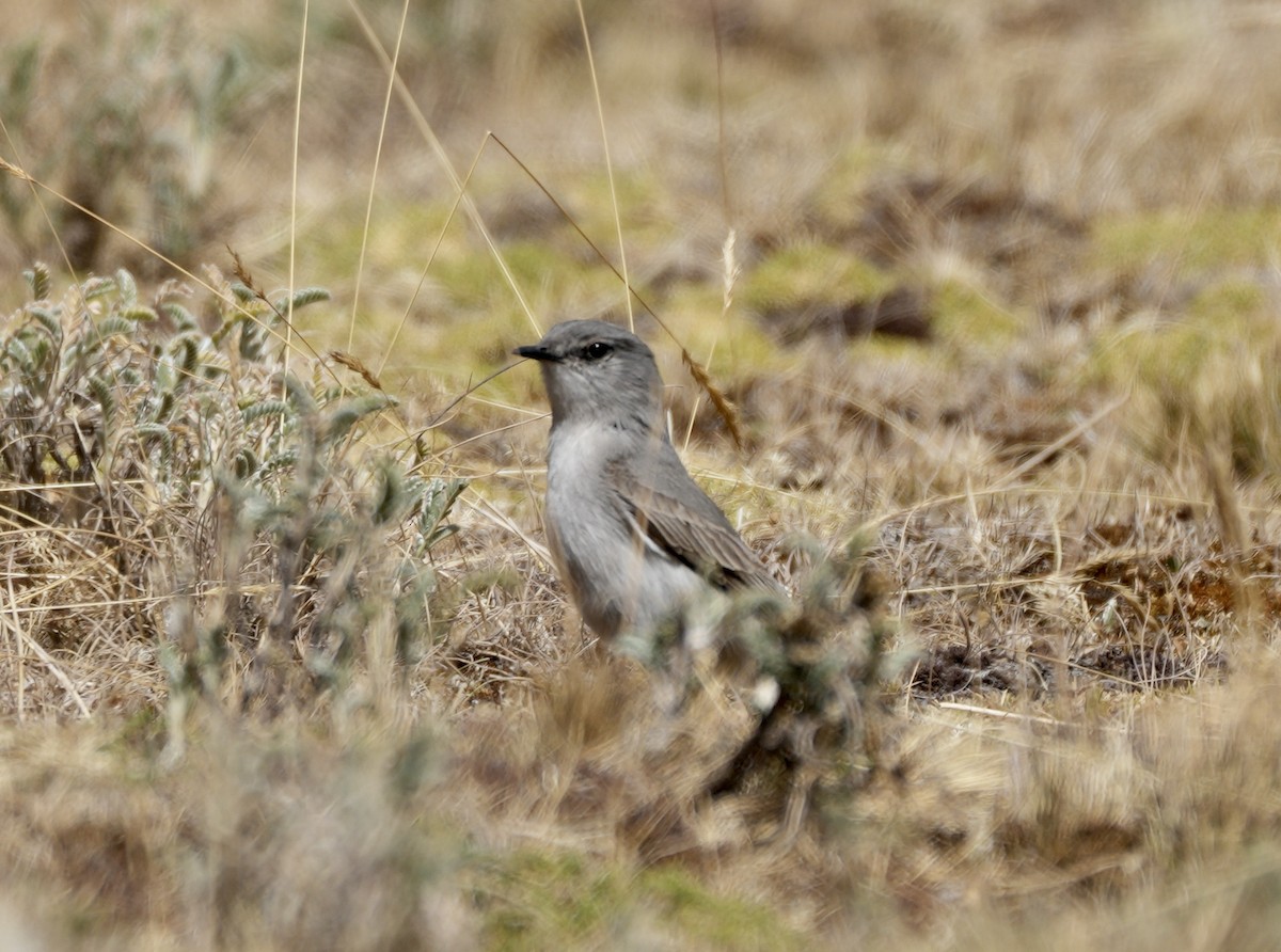 Cinereous Ground-Tyrant - ML623444007