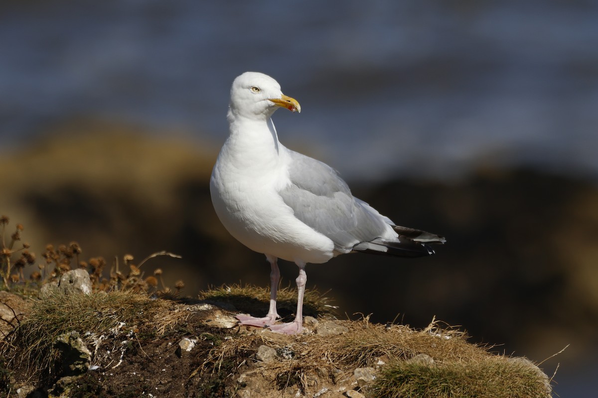 European Herring Gull - ML623444034