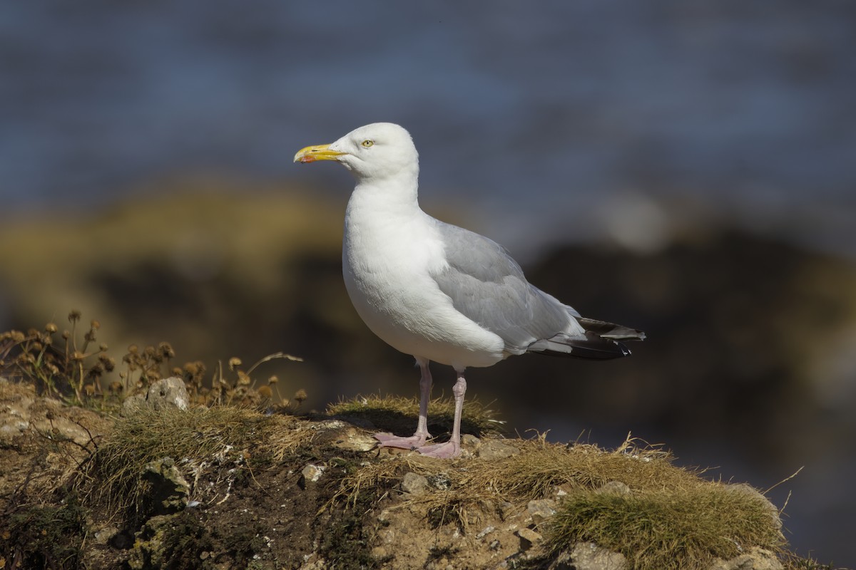 European Herring Gull - ML623444035