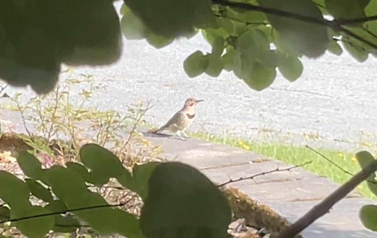 Northern Flicker - ML623444054