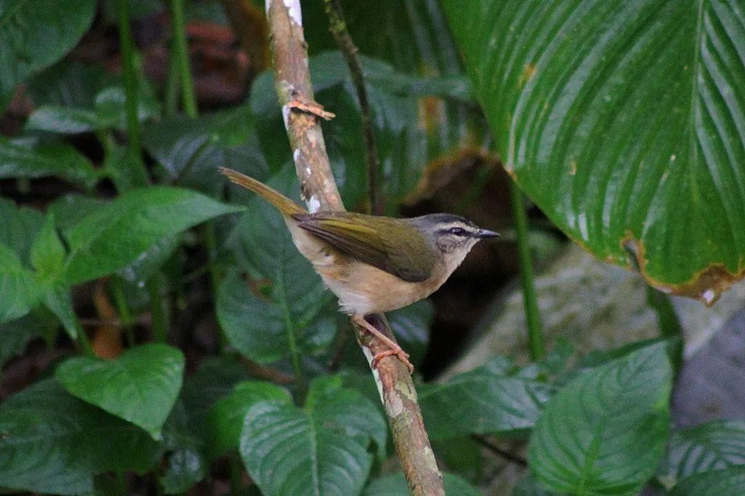 Riverbank Warbler - ML623444055