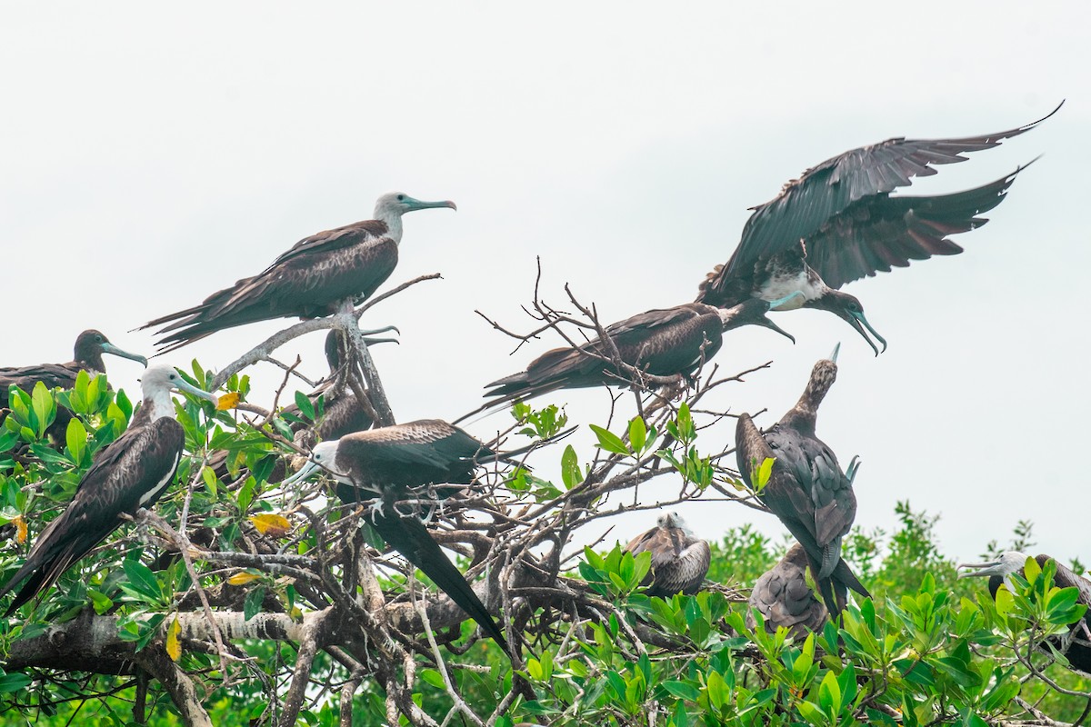 Magnificent Frigatebird - ML623444058