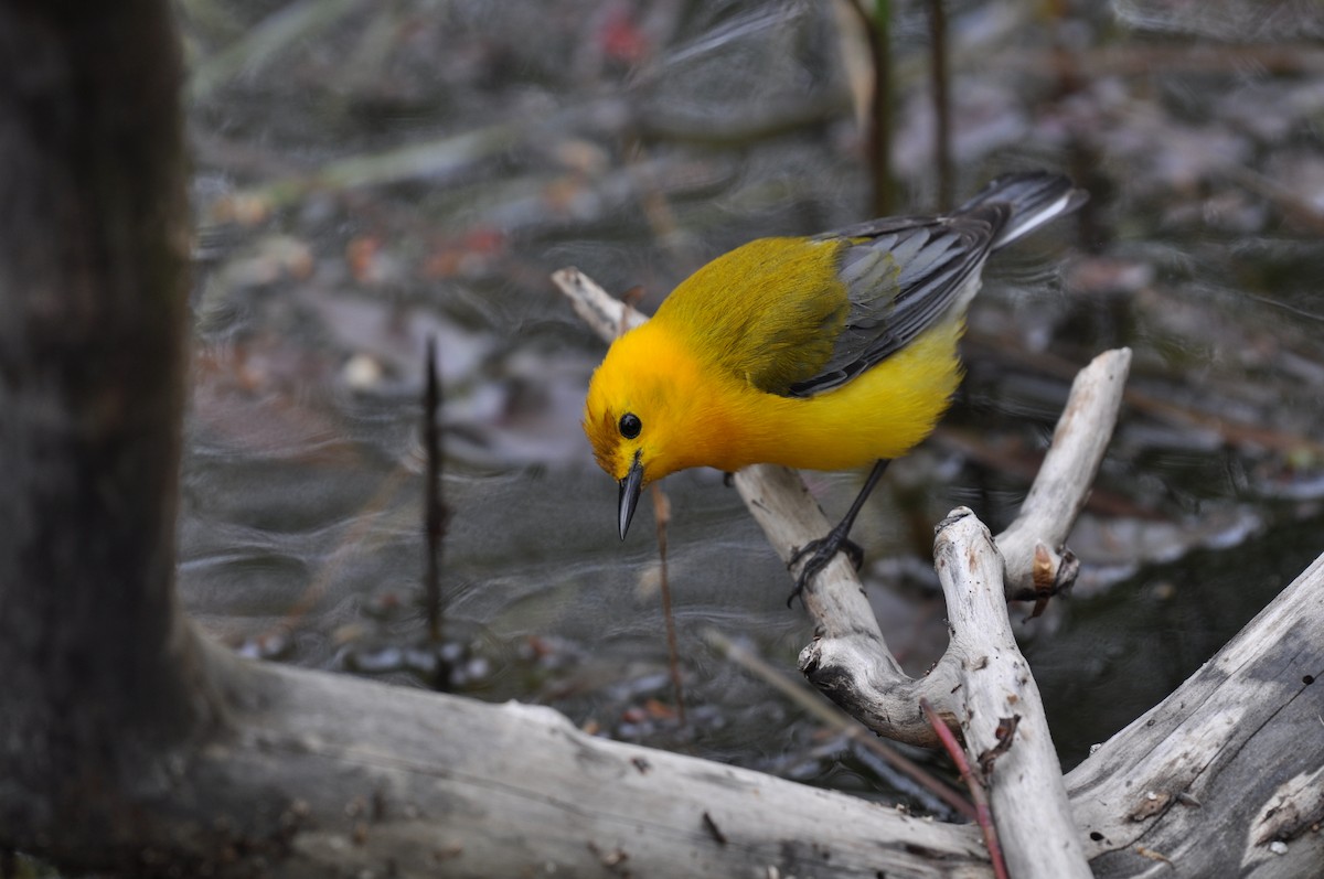 Prothonotary Warbler - ML623444059