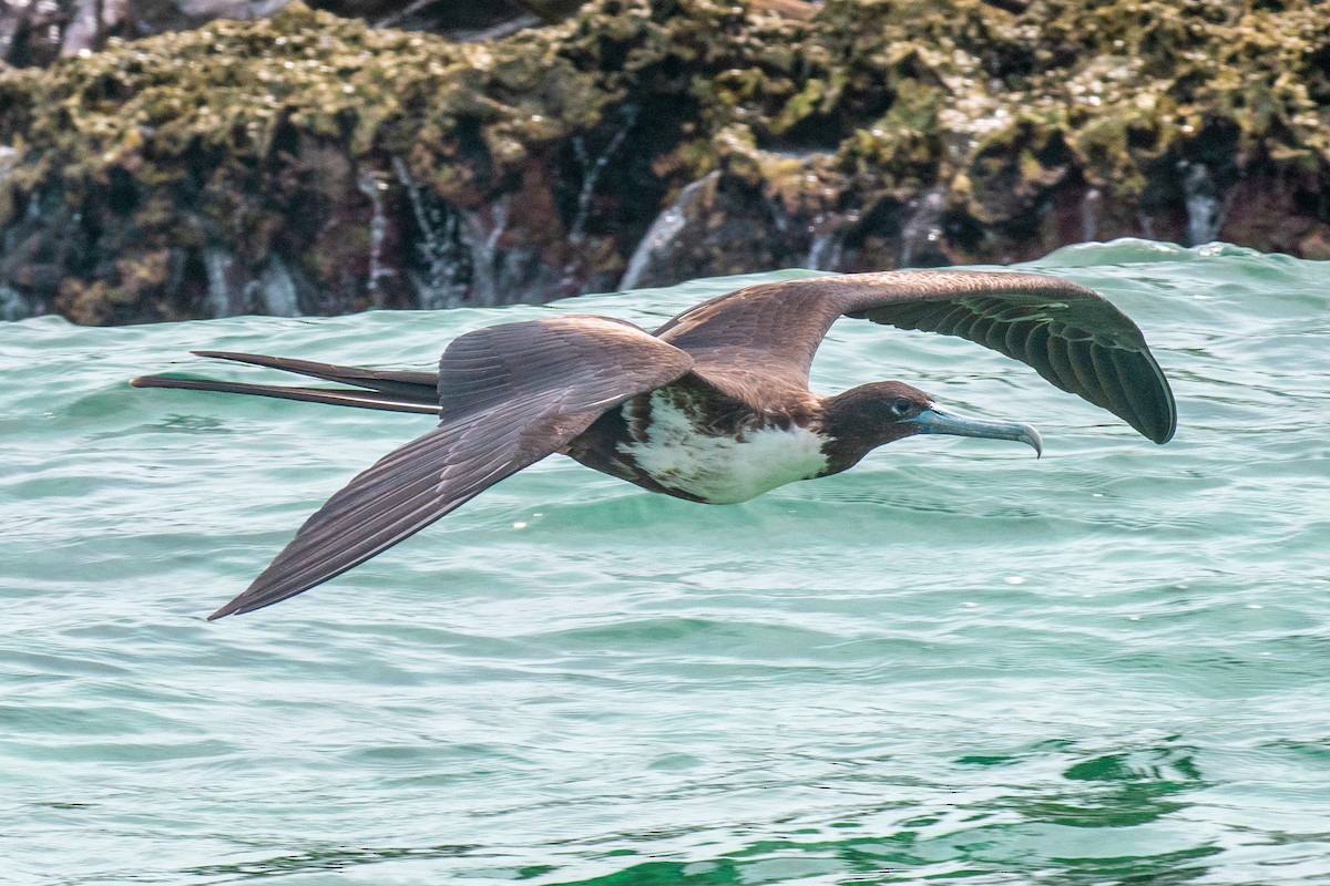 Magnificent Frigatebird - ML623444066