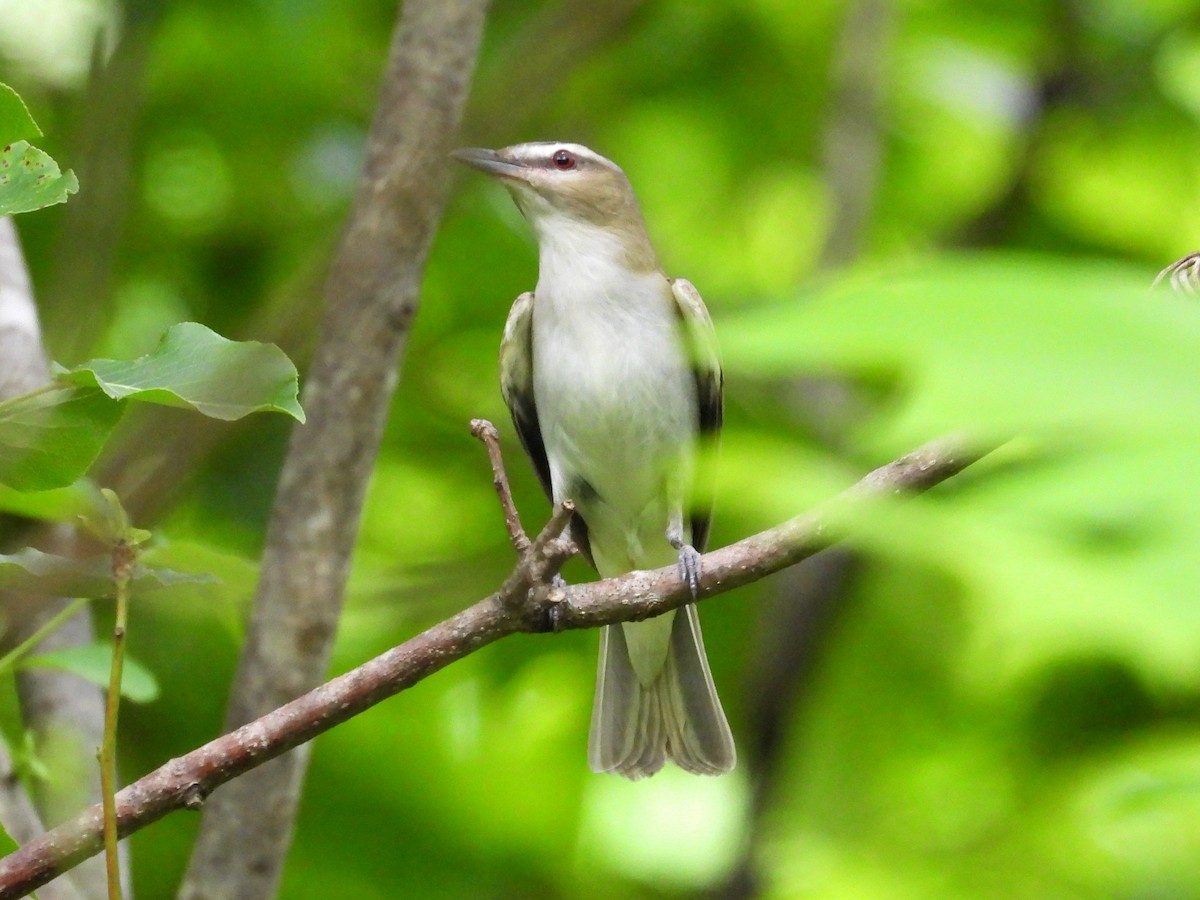 Kızıl Gözlü Vireo - ML623444078