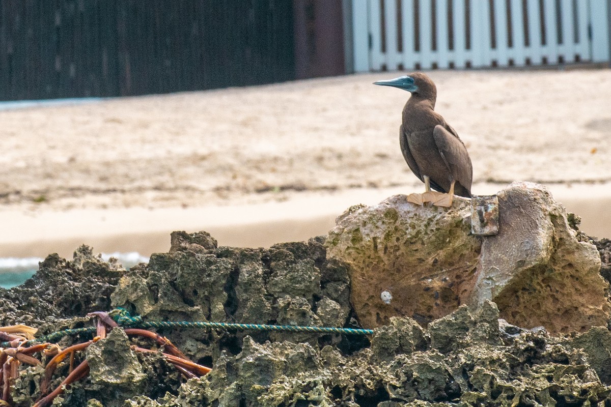 Brown Booby - ML623444085