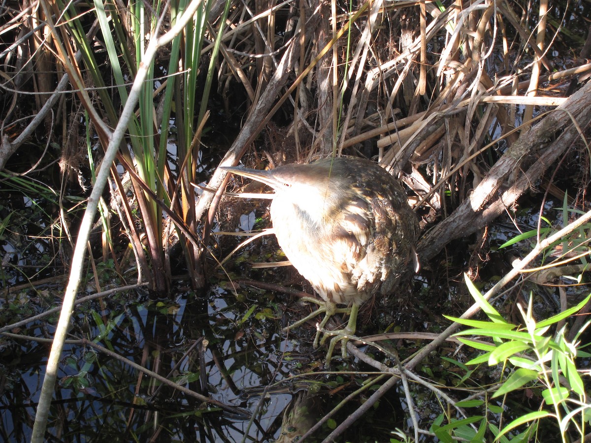 American Bittern - ML623444119