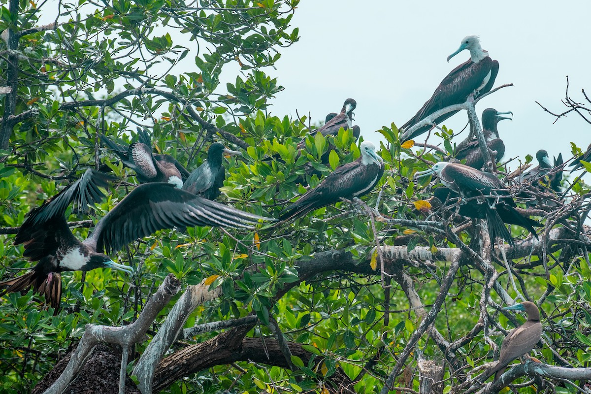 Brown Booby - Matthew Lenaghan