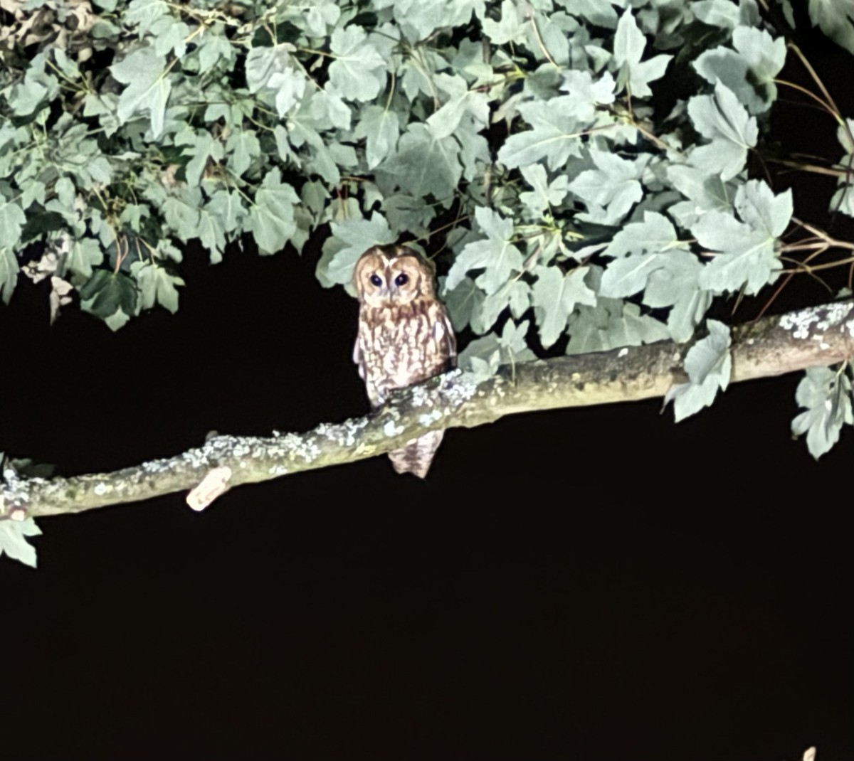 Tawny Owl - ML623444136