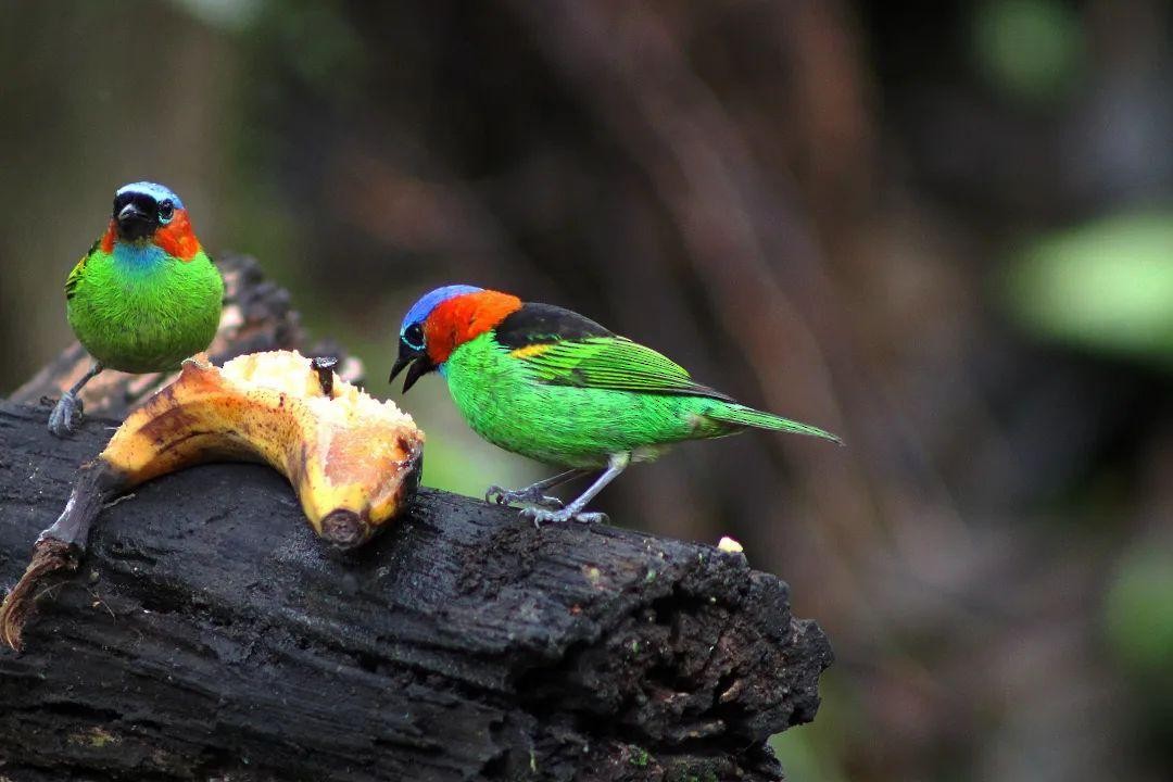 Red-necked Tanager - ML623444143