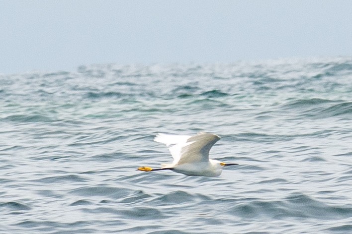 Snowy Egret - Matthew Lenaghan