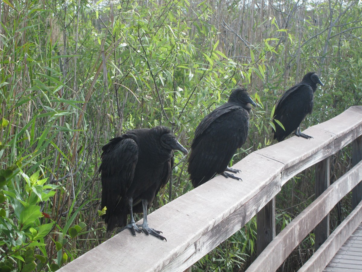 Black Vulture - ML623444145