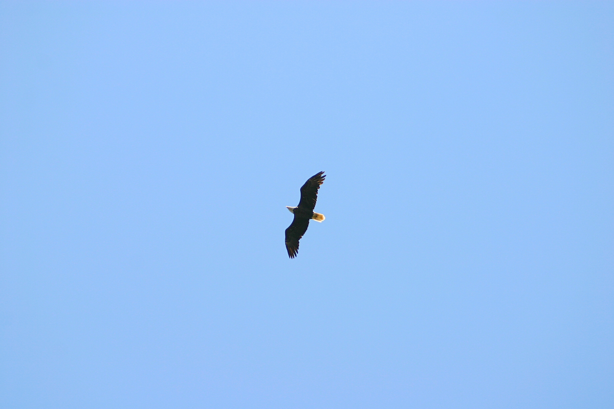 Bald Eagle - ML623444167