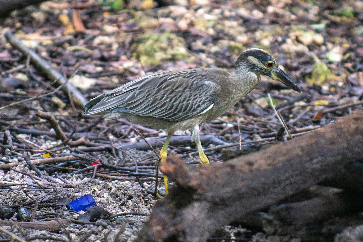 Yellow-crowned Night Heron - ML623444187