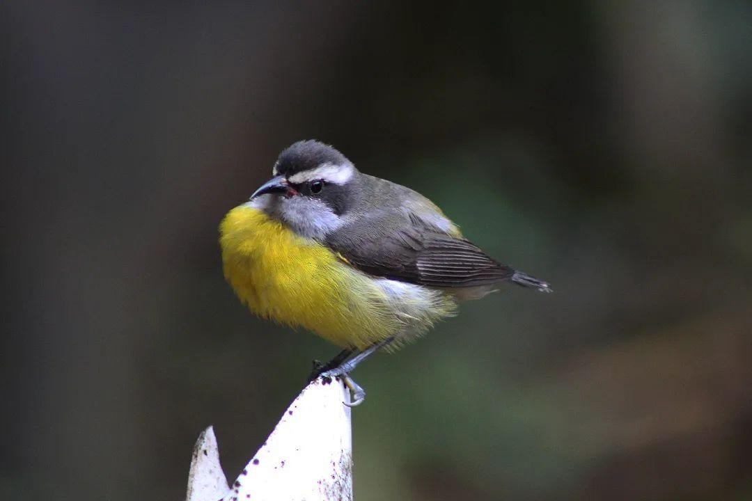 Bananaquit - ML623444205