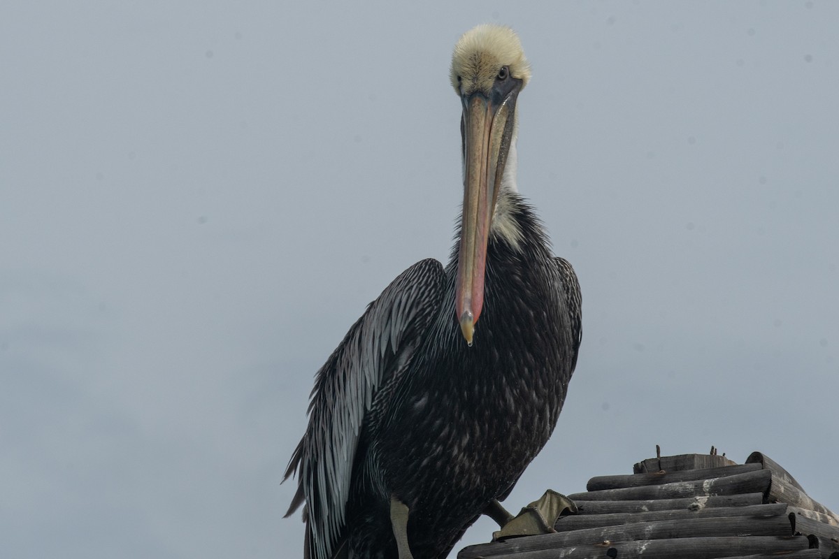 Brown Pelican - ML623444221