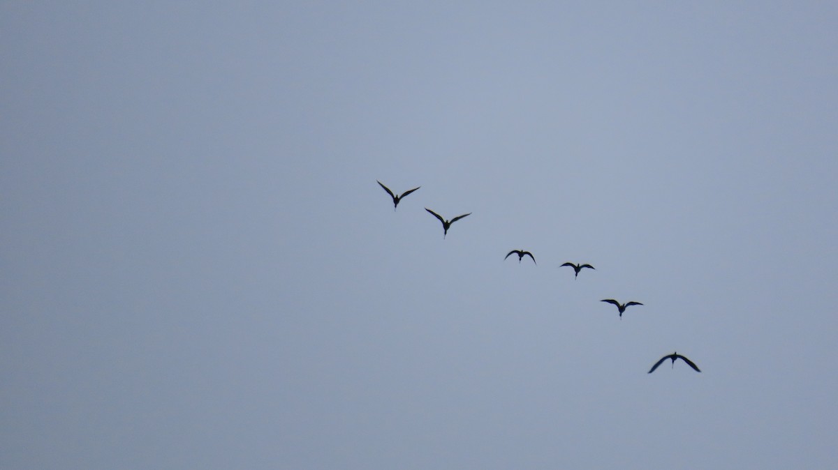 White-faced Ibis - ML623444224