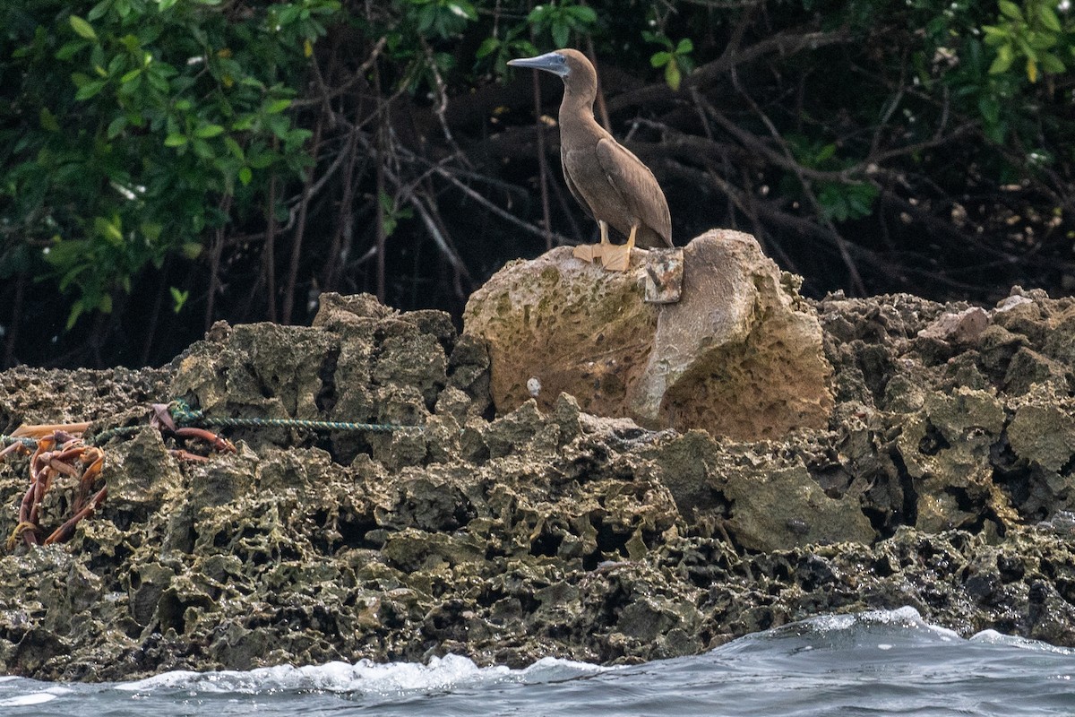 Brown Booby - ML623444234