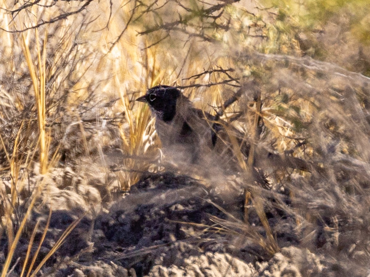 Sagebrush Sparrow - ML623444261