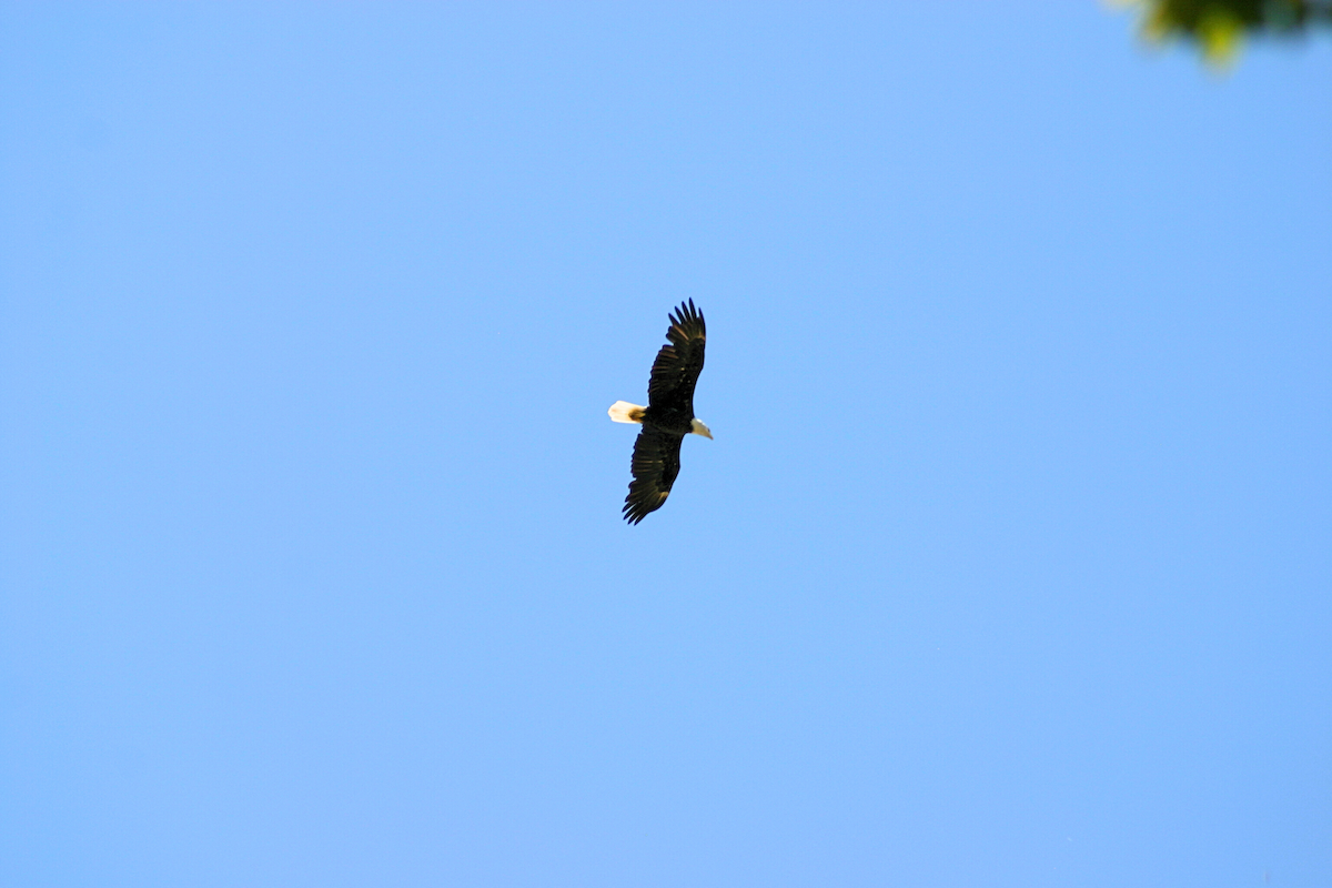 Bald Eagle - ML623444296