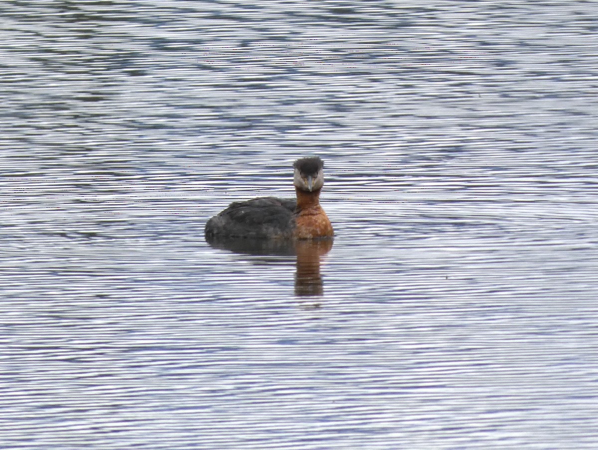 Red-necked Grebe - Jason Chou