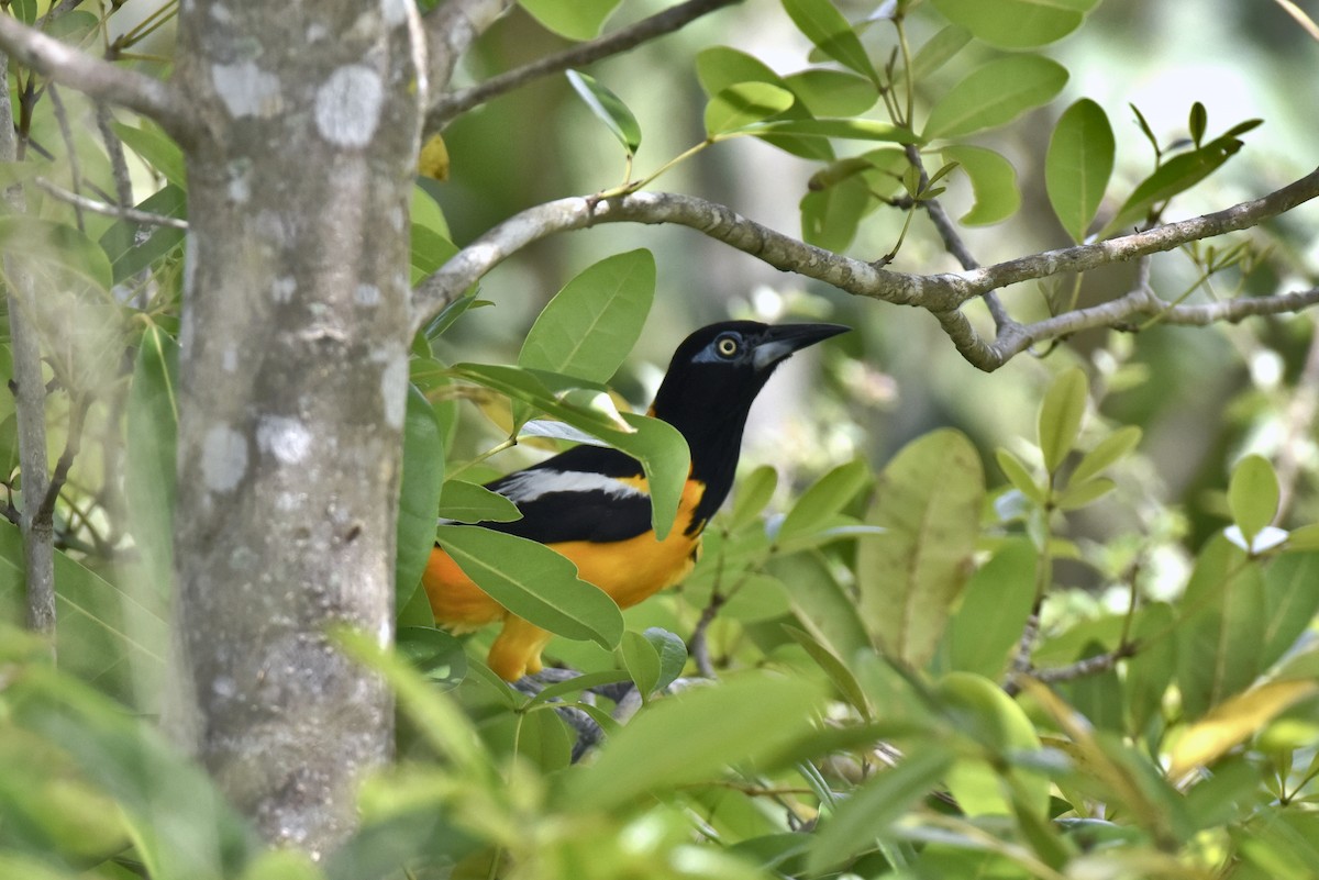 Venezuelan Troupial - ML623444331