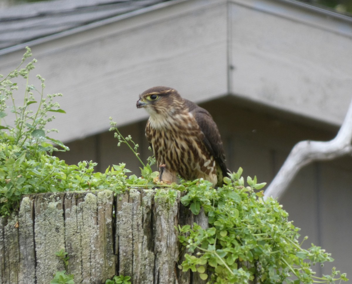 Merlin (columbarius) - ML623444352