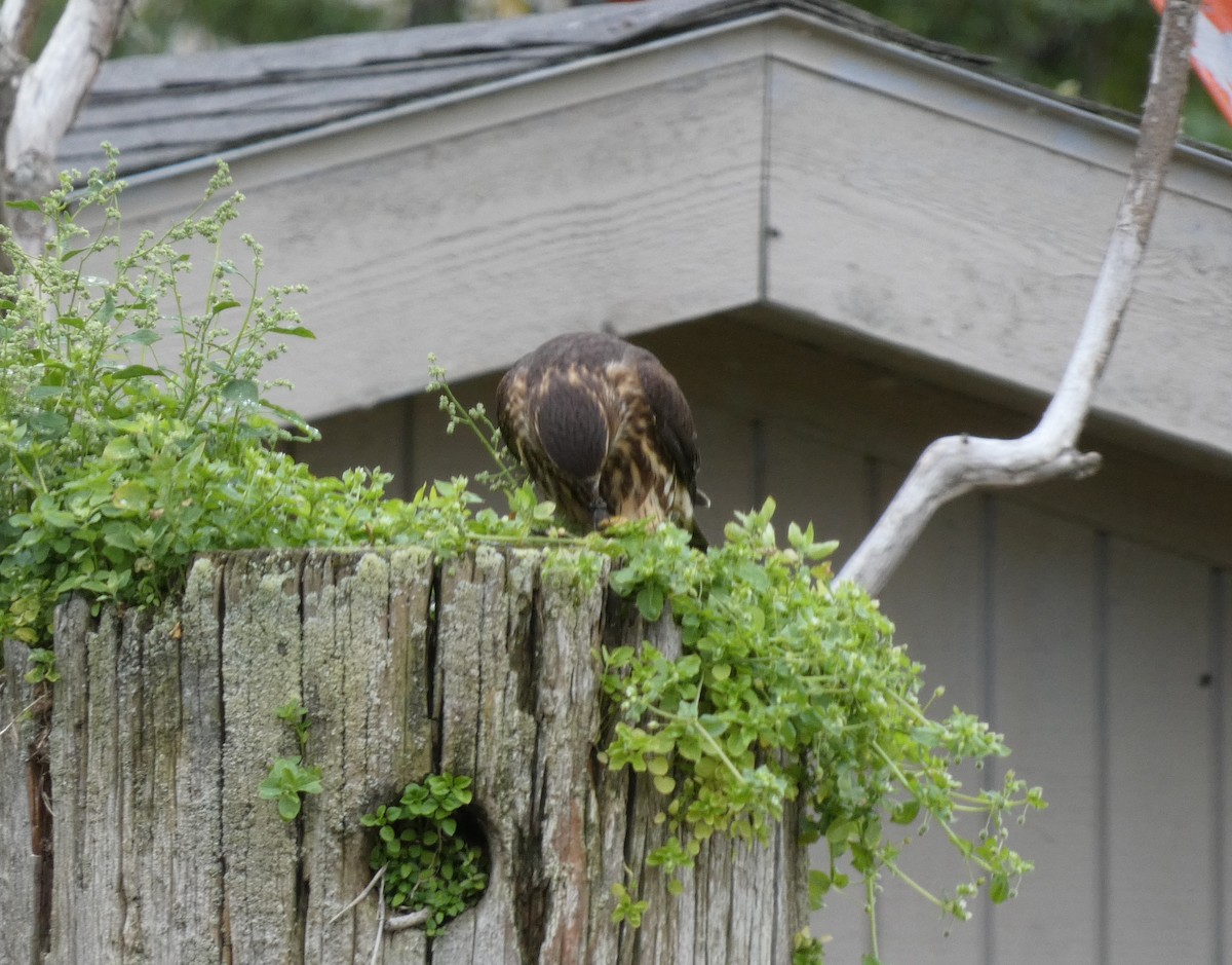 Merlin (columbarius) - ML623444353