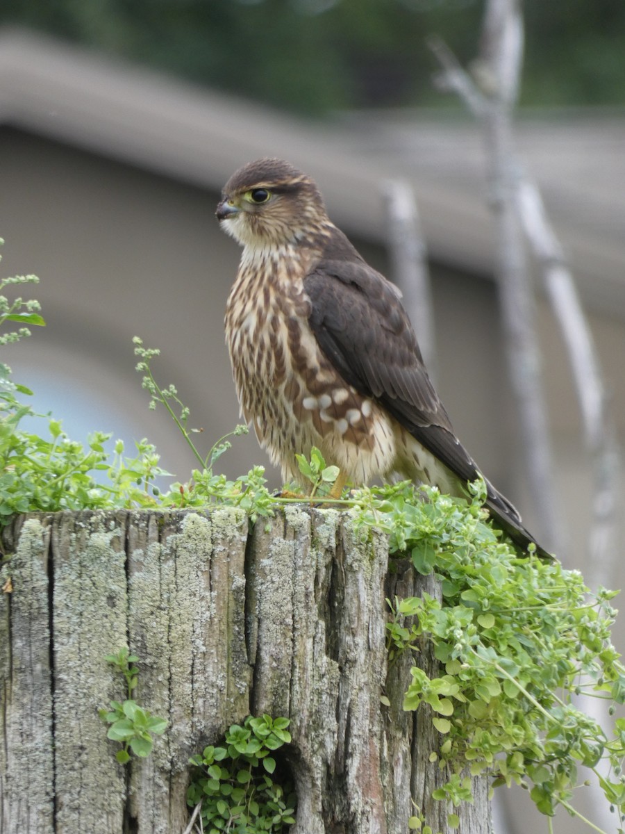 Merlin (columbarius) - ML623444355