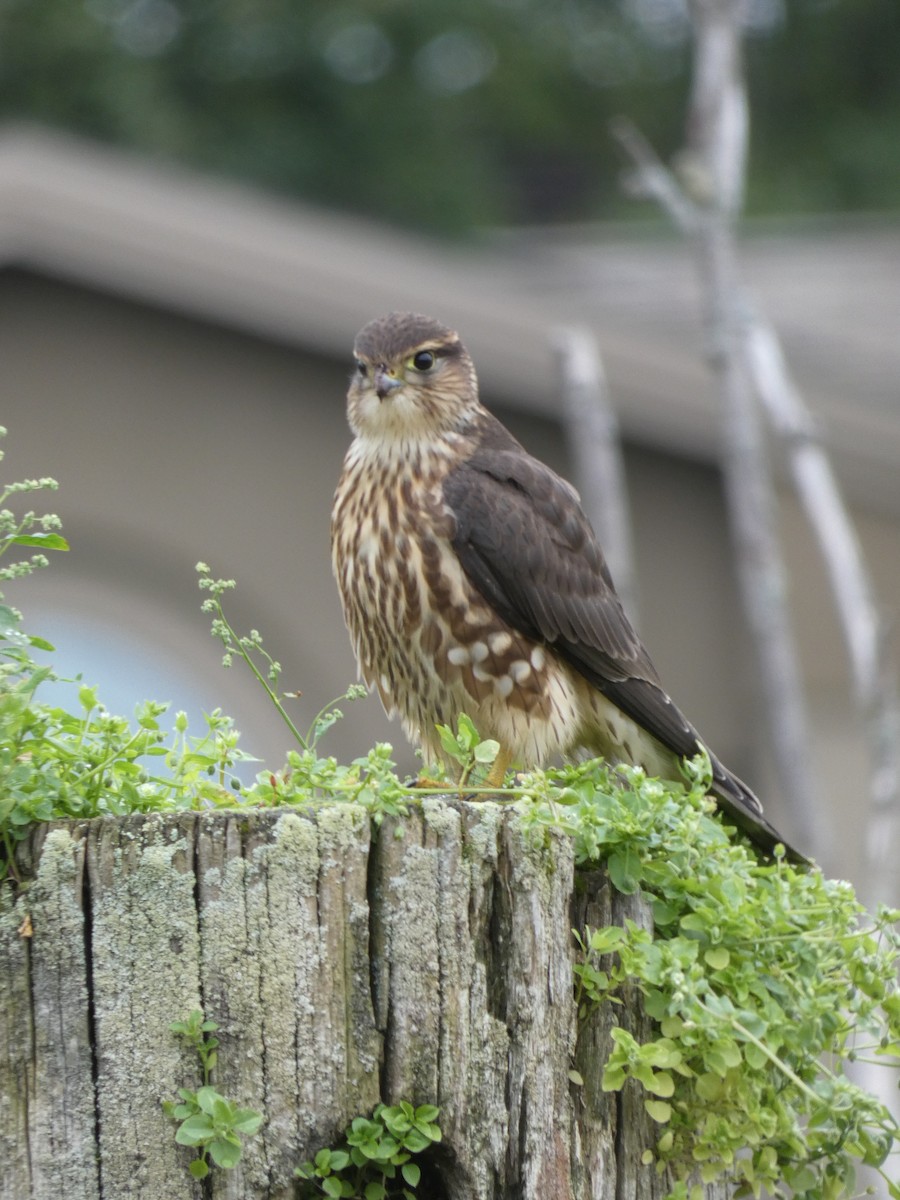 Merlin (columbarius) - ML623444356