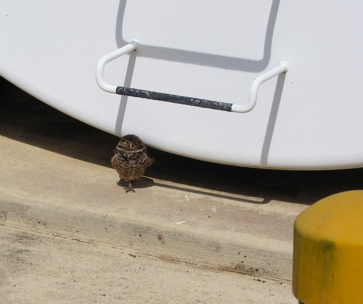 Burrowing Owl - ML623444368