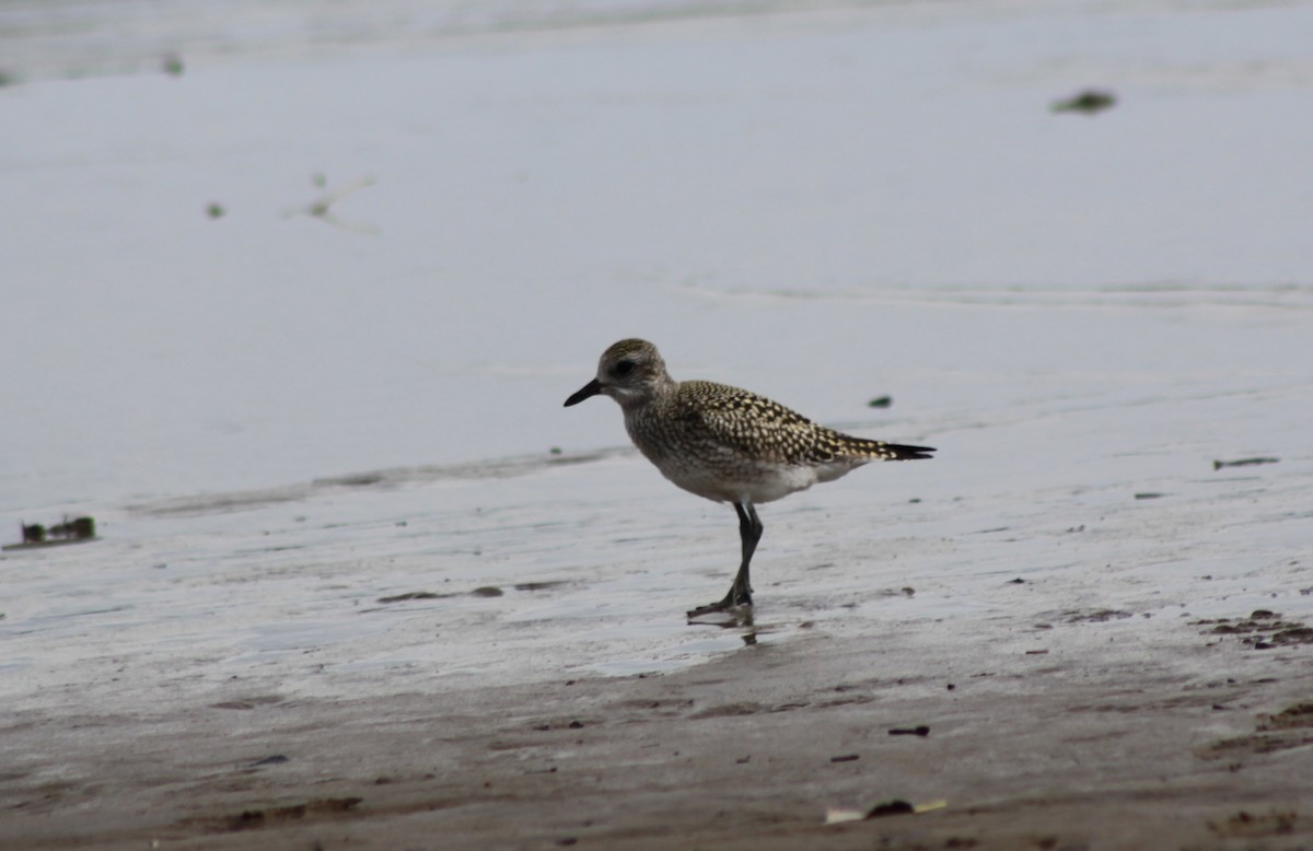 Black-bellied Plover - Mathieu Briand