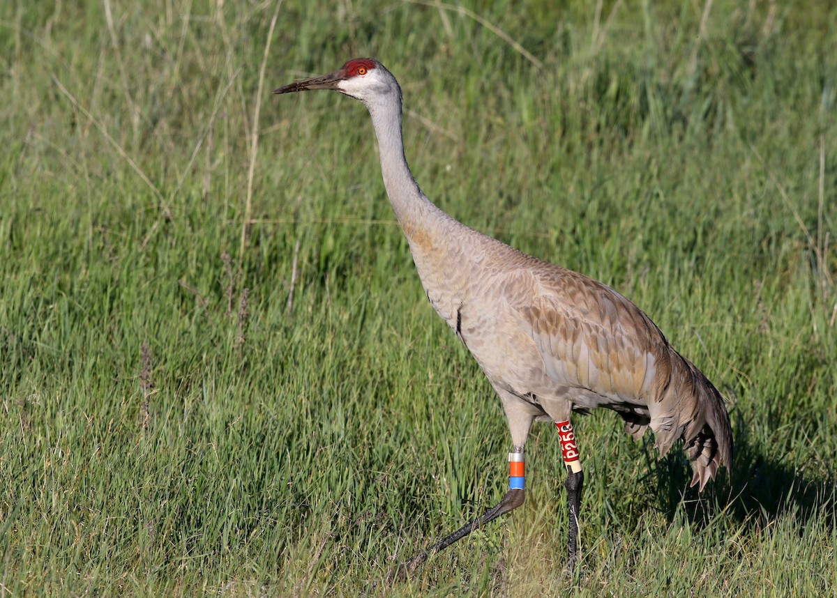 Sandhill Crane - Steve Rottenborn