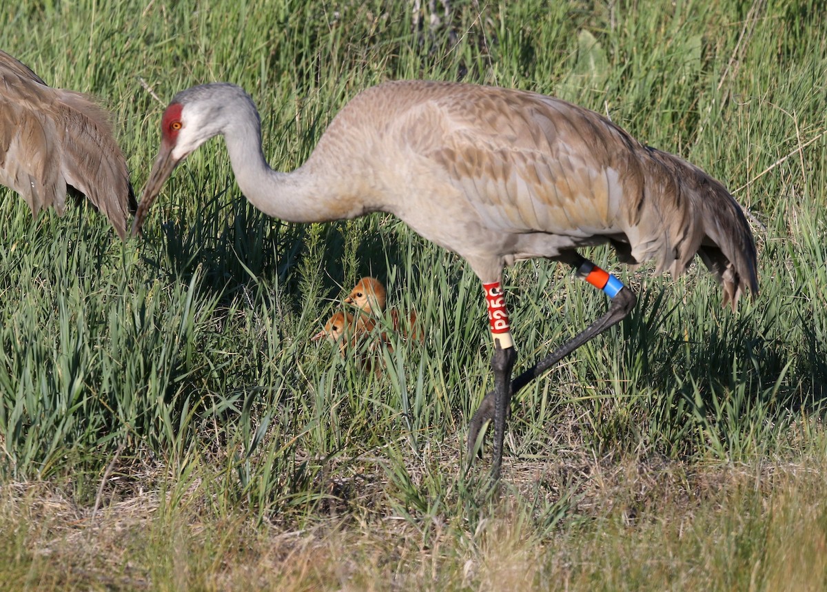 Sandhill Crane - Steve Rottenborn