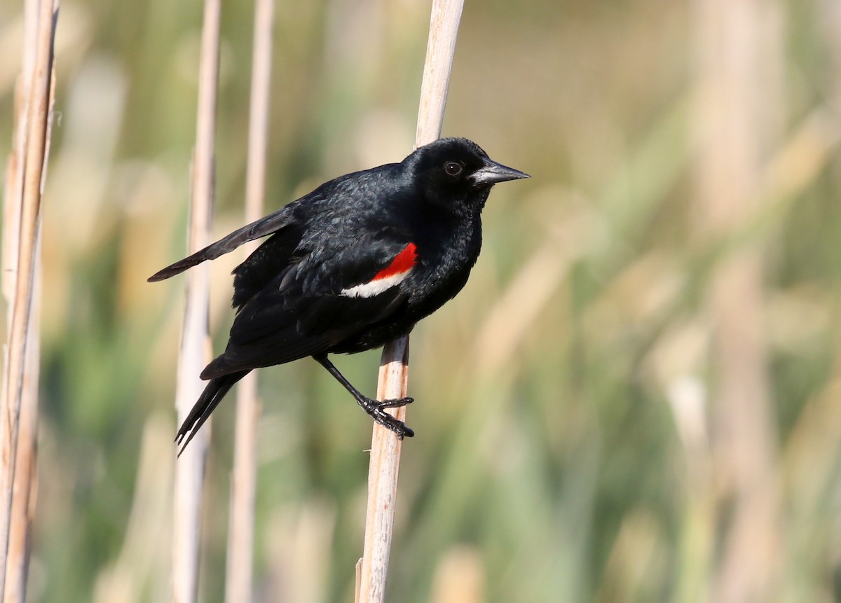 Tricolored Blackbird - ML623444435