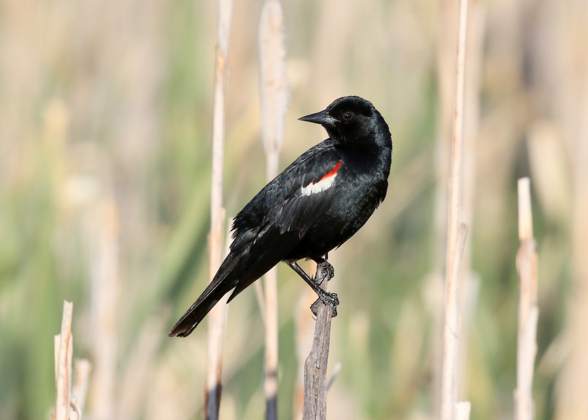 Tricolored Blackbird - ML623444442