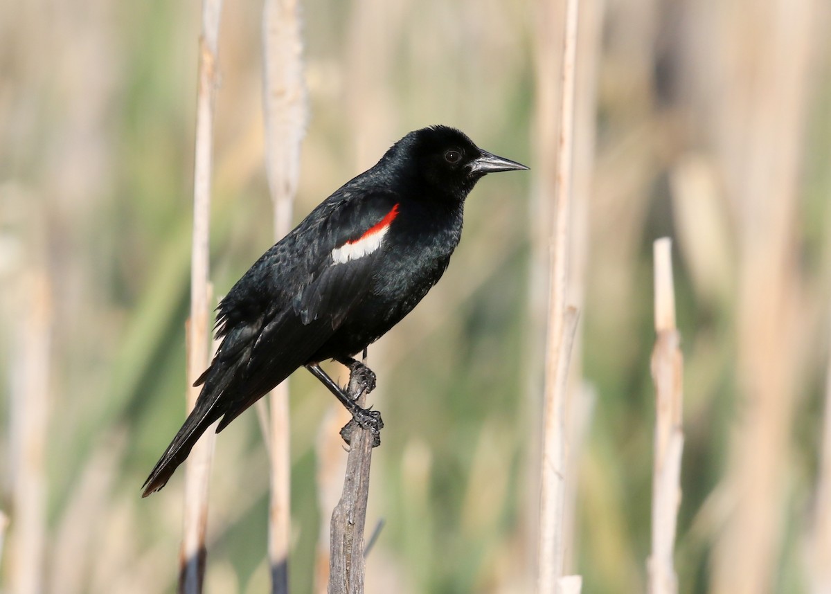 Tricolored Blackbird - ML623444443