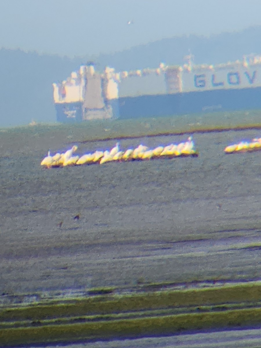 American White Pelican - ML623444458