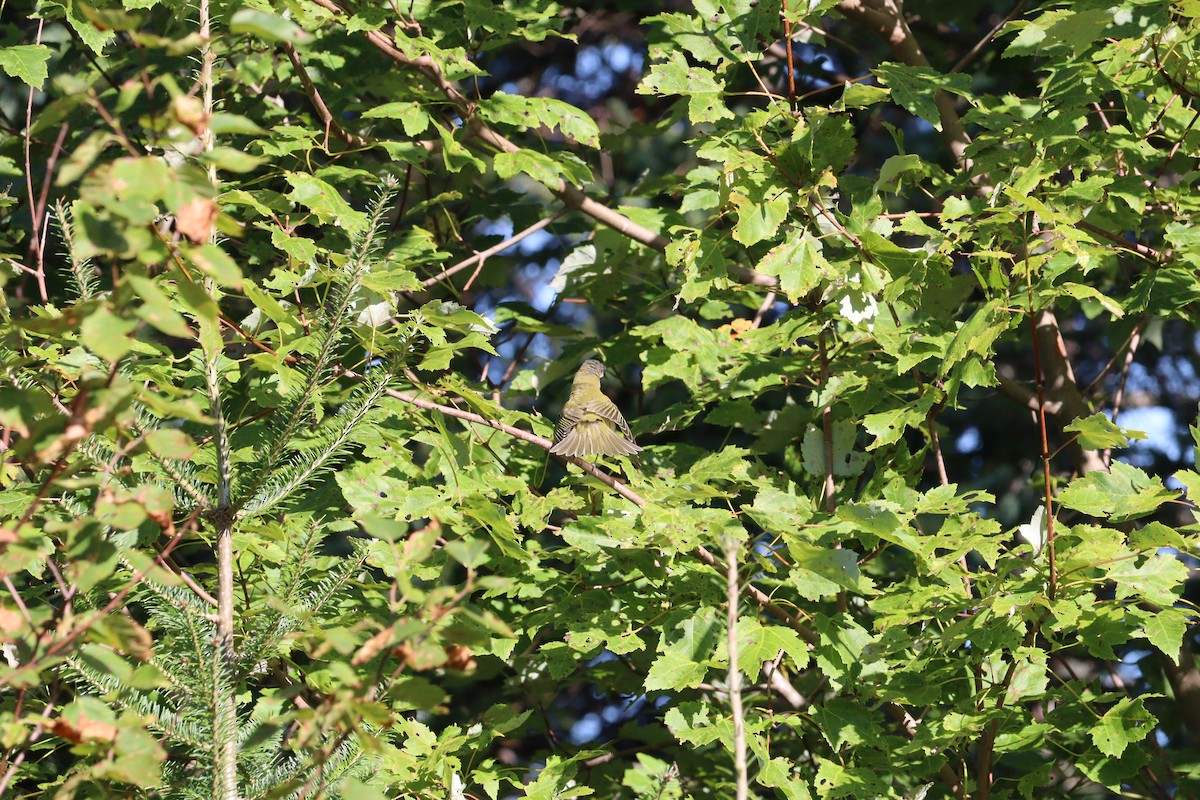 Red-eyed Vireo - ML623444466