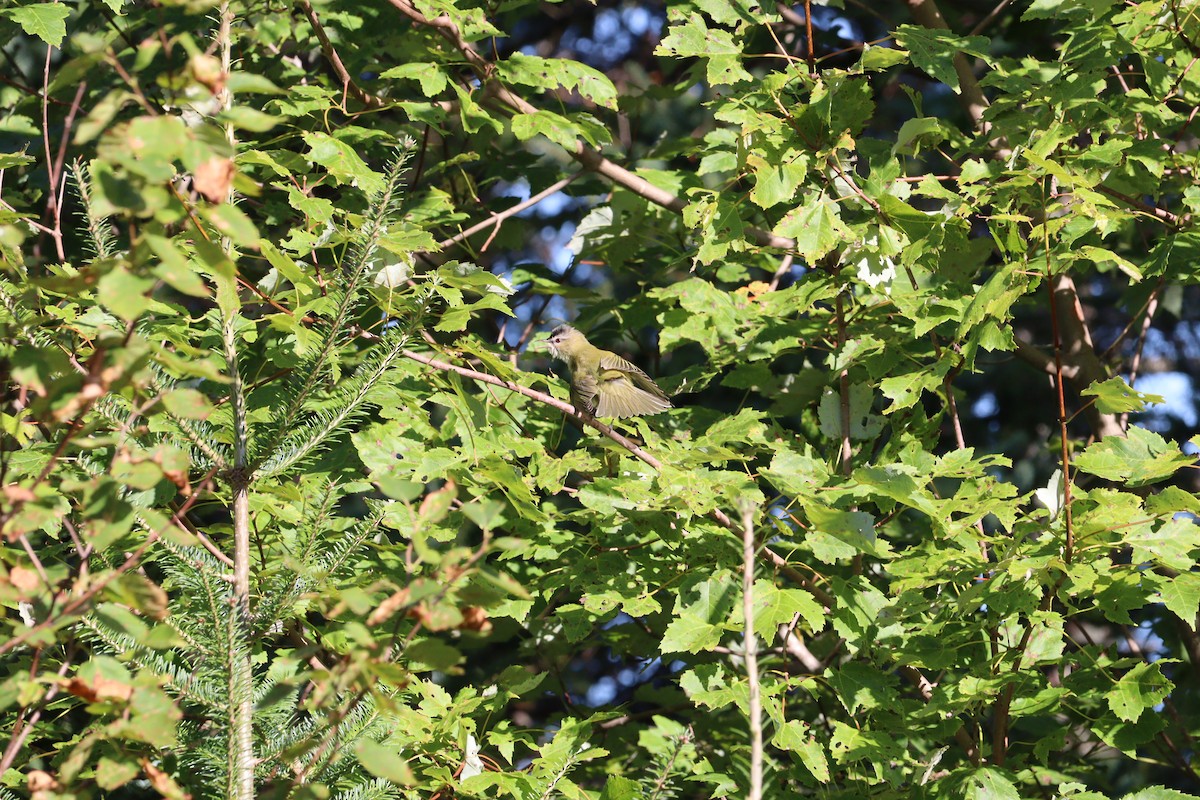 Red-eyed Vireo - ML623444467