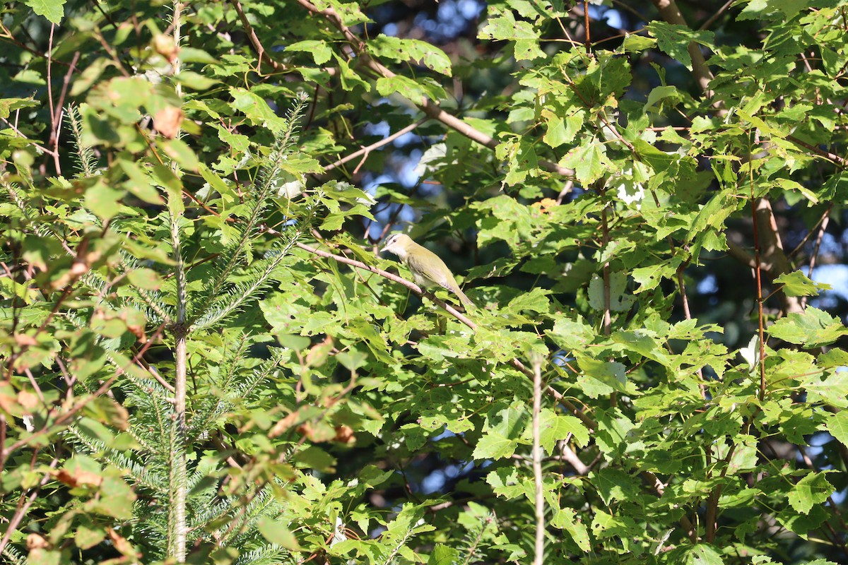 Red-eyed Vireo - ML623444469