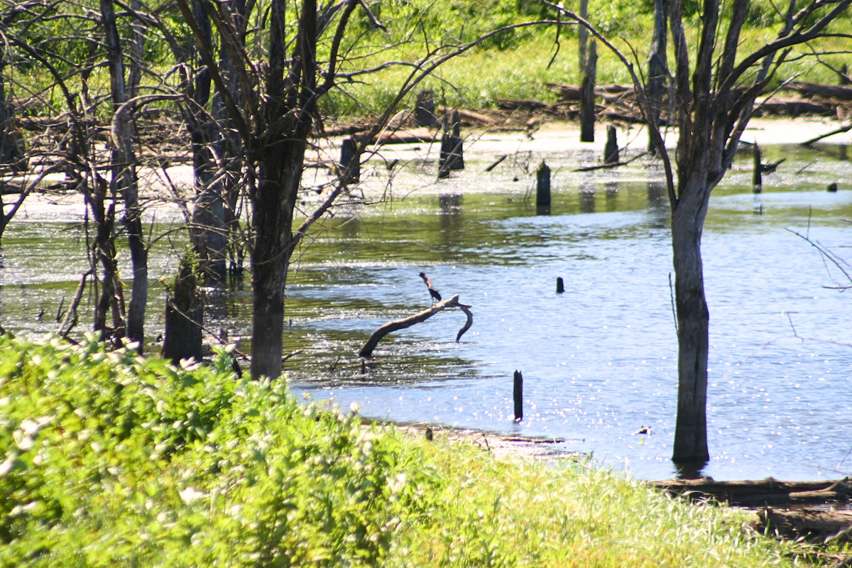 Green Heron - ML623444472